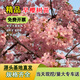 濱淇櫻花樹(shù)苗早櫻晚櫻花綠化苗木 早晚櫻花地徑3厘米粗源頭直發(fā)