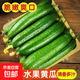 京喜加【東東買(mǎi)菜】壽光小黃瓜現摘荷蘭黃瓜新鮮蔬菜生吃低卡路里減脂 小黃瓜凈重 3斤