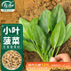 壽禾菠菜種子種苗小葉冬春栽培蔬菜種籽 搶鮮小葉菠菜種子30g/袋*3