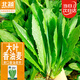 北蔬油麥菜種子種苗冬春季陽(yáng)臺大地播種蔬菜種籽 香甜油麥種子1000粒