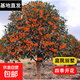 原生桂花樹(shù)苗地栽大型八月金桂丹桂四季桂品種庭院風(fēng)景樹(shù)好養易活 丹桂 樹(shù)狀帶土球【4cm粗1.5米高】