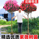 翩然紫薇樹(shù)苗百日紅小苗庭院種植四季開(kāi)花紫微風(fēng)景紅火箭老樁花苗耐寒 【紅火球】丨季節不同狀態(tài)不同 2公分粗桿/樹(shù)高1.2米 原土球