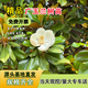 濱淇玉蘭花樹(shù)苗廣玉蘭風(fēng)景樹(shù)花苗綠化苗廣玉蘭地徑4公分粗1棵源頭直發(fā)