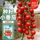 菜禾地小番茄種子苗圣女果西紅柿盆栽種植四季蔬菜籽 小番茄種子約100粒