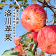 東方甄選洛川蘋(píng)果水果新鮮當季整箱時(shí)令生鮮脆甜多汁4斤-8.5裝 5斤（中果200g+ 8-12個(gè)）