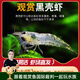 云峰海瑞黑殼蝦清潔蝦觀(guān)賞蝦活體淡水 魚(yú)缸水族箱水草缸清潔除藻淡水寵物 【清潔大師】70只/組+50只損耗