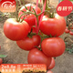 壽禾 粉果番茄種子老品種西紅柿大果壽光蔬菜粉冠毛粉冬春季洋柿子 （耐熱）美粉先鋒番茄種子 100粒