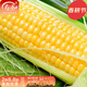 壽禾 超甜水果玉米種子大全紫糯黑甜糯可生食粘甜種孑冬春季壽光蔬菜 黃甜型 綠色超人種子50g約350粒