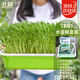 北蔬 水培蔬菜豌豆種子芽苗菜育苗盤(pán)種植盒套裝 加深盤(pán)水培豌豆苗套餐