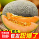 正宗海南哈密瓜西州蜜新鮮水果脆甜多汁蜜瓜 1.5-2斤裝