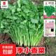 小八葉烏塌菜種子高鈣保健養心菊花菜籽耐寒秋冬季凍不死蔬菜種子 四季小香菜（約300粒） 1袋