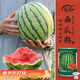 壽禾 美都西瓜種子種苗改良8424水果種籽 濰育美都西瓜種子150粒桶裝