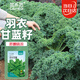 菜禾地羽衣甘藍種子苗可食用觀(guān)賞盆栽陽(yáng)臺蔬菜種籽 羽衣甘藍種子100粒
