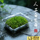 宜品達苔蘚微景觀(guān)鮮活青苔花盆植物創(chuàng  )意盆栽生態(tài)雨林假山diy材料白發(fā)蘚 新鮮（雙層）一盒