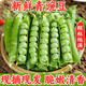 京愿新鮮蔬菜云南青豌豆帶殼青豆角甜豆莢現摘新鮮農家蔬菜 凈重3斤裝【現摘現發(fā)】