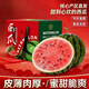 閩域尋鮮麒麟西瓜現摘速發(fā)當季新鮮時(shí)令禮盒水果沙瓤薄皮生鮮水果麒麟西瓜 【一藤一瓜】4-5斤/商超精選6A級 多層保護