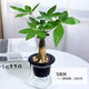 錦楓錦楓（jinfeng）辦公室水培綠植花卉盆栽玻璃花盆水培植物 發(fā)財樹(shù) 含盆栽好