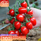 壽禾 四季番茄種子大全圣女果各種西紅柿蔬菜番茄種籽菜籽 千禧果種子 20粒