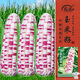 壽禾 彩玉米種子種苗甜糯大棒春季蔬菜種籽 濰豐晶彩甜糯玉米種子30g