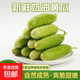 農家種植奶油黃瓜現摘現發(fā)新鮮水果小黃瓜當季自然熟即食生吃低卡 奶油小黃瓜1斤帶箱 0.8斤
