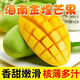 海南大金煌芒果越南玉芒大青芒貴妃芒 軟糯香甜時(shí)令生鮮水果 海南金煌芒-4.5-5斤(300g+)