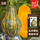 北蔬南瓜種子種苗甘甜糯粉香味濃郁春季種蔬菜種籽 香芋南瓜種子20粒