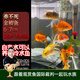 云峰海瑞觀(guān)賞金魚(yú) 冷水魚(yú) 觀(guān)賞魚(yú)耐活魚(yú) 活體魚(yú) 淡水魚(yú)小金魚(yú)活魚(yú)錦鯉活魚(yú) 養不死金鯽魚(yú)6-7cm12條+2條抵損