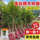 靜黛軒正宗四川金絲楠木樹(shù)苗小葉帶土老樁庭院名貴耐寒風(fēng)景大樹(shù)四季種植 【庭院造景】金絲楠木（高1-1.2m）帶土帶葉