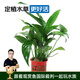 云峰海瑞水榕水草活體魚(yú)缸造景套餐水榕椒榕活水草懶人新手真水草活體 丹麥榕杯裝