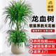 開(kāi)時(shí)果 送貨上門(mén) 龍血樹(shù)大型盆栽多頭龍須樹(shù)辦公室內龍鐵樹(shù)客廳植物盆景 【家居百搭】龍血樹(shù)0.9-1米【聚寶樹(shù)脂盆】
