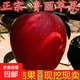 正宗嫁接魯麗蘋(píng)果樹(shù)苗南方北方陽(yáng)臺庭院種植盆栽地栽耐寒當年結果 3年苗