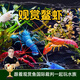 美人霧觀(guān)賞蝦鰲蝦冷水觀(guān)賞寵物蝦蝦苗活體淡水小龍蝦 鰲蝦3-3.5cm 5只（顏色隨機）