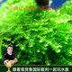 云峰海瑞 魚(yú)缸水草前景莫絲莫斯水草水族箱造景套餐水草活體草缸造景裝飾 大三角10克散裝（選我回家）