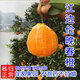 鮮逢其時(shí)現摘倫晚春橙新鮮橙子秭歸臍橙水果當季整箱榨汁專(zhuān)用10斤大果送禮 倫晚十斤裝中果
