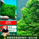 云峰海瑞 魚(yú)缸水草前景莫絲莫斯水草水族箱造景套餐水草活體草缸造景裝飾 珊瑚5*5網(wǎng)片定植