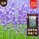 北蔬 薰衣草種子苗四季陽(yáng)臺庭院可盆栽花卉種籽 北蔬薰衣草種子900粒