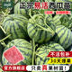 臨雅西瓜苗秧嫁接8424麒麟大西瓜盆栽種籽南方無(wú)籽西瓜水果蔬菜苗秧苗 【旗艦款】冰糖麒麟西瓜苗*3棵