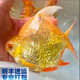 泰國鯽零號元寶鯽魚(yú)精品泰國元寶鯽觀(guān)賞魚(yú)龍魚(yú)配魚(yú)淡水魚(yú)熱帶魚(yú) 零號元寶鯽（金色）12左右