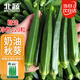北蔬 秋葵種子苗不易老農家陽(yáng)臺小院春四季種蔬菜籽 黃秋葵種子120粒