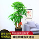 柏鈺步步高發(fā)財樹(shù)盆栽大型植物送禮花卉盆栽客廳盆景招財樹(shù)鴻運當頭 步步高發(fā)財樹(shù)黑色高檔瓷盆