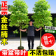 藝萱正宗四川金絲楠木樹(shù)苗庭院盆栽小葉楨楠南北方種植名貴風(fēng)景樹(shù) 試種金絲楠木30-50cm高1棵 假一賠三/帶營(yíng)養杯帶葉
