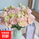無(wú)刺玫瑰洋桔梗鮮切花插花捧花家庭水養云南昆明直發(fā)20-30個(gè)花苞 隨機色