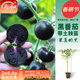 壽禾 黑番茄種子四季黑蕃茄深色陽(yáng)臺盆栽西紅柿冬春季蔬菜壽光菜籽 黑珍珠番茄苗 12棵