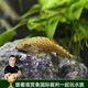 云峰海瑞 鼠魚(yú)清潔魚(yú)熱帶觀(guān)賞魚(yú)清缸除藻工具魚(yú) 底棲魚(yú)類(lèi)水族寵物工具魚(yú) 麥氏琵琶魚(yú) 約3-4cm2條