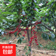 正宗車(chē)厘子樹(shù)苗大櫻桃樹(shù)苗果樹(shù)果苗嫁接矮化盆栽水果樹(shù)南方北種植 美早樹(shù)苗 1厘米粗樹(shù)苗