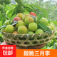 云南酸脆三月李現摘新鮮青李子當季孕婦水果整箱生鮮禮盒特產(chǎn) 云南三月李凈重2斤單果5-10g