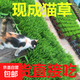 天然貓草已種好盆栽發(fā)芽長(cháng)好貓咪用品大全去毛球貓零食種子貓薄荷 盆簡(jiǎn)易盆4盆（已長(cháng)好到貨即食）