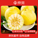 京覓甜瓜小蜜蜂星甜20山東新鮮水果應季果 單果200g凈3斤 源頭直發(fā)