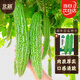 北蔬 綠苦瓜種子肉厚涼瓜耐熱易種活四季蔬菜種籽 綠秀苦瓜種子10粒