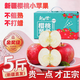 驕瑰新疆櫻桃蘋(píng)果【順豐-送貨上門(mén)】阿克蘇冰糖心蘋(píng)果水果禮盒 5斤中果 (約14個(gè)左右) 順豐/JD